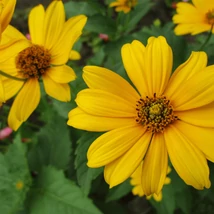 Florile galbene ale plantei ornamnetale floarea soarelui. 