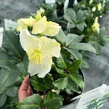 Florile albe ale plantei Helleborus.