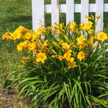 Hemerocallis Stella de Oro - Crin de vară pitic