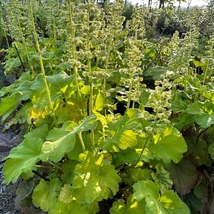 Florile și frunzele clopoțelului verde-lime. 