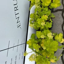 Florile și frunzele clopoțelului verde-lime. 