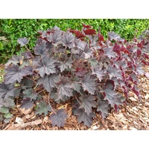 Heuchera Palace Purple decorează cu frunziș colorat. 