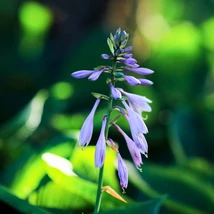 Frunzele crinului de tomană Hosta fortunei Francee. 