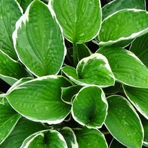 Frunzele crinului de tomană Hosta fortunei Francee. 