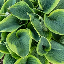 Hosta sieboldiana Frances Williams decorează cu frunzele sale verde-albăstrui, fiind o plantă acoperitoare de sol deosebită.