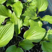Frunzele și pețiolii crinului de toamnă Hosta Gooseberry Sundae. 