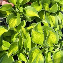 Frunzele deosebite ale crinului de tomană Hosta Sunset Grooves decorează în nuanțe de galben și verde viu. 