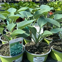 Frunzele deosebite ale crinului de toamnă Hosta tardiana Halcyon. 