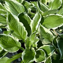 Hosta undulata Albomarginata decorează grădina cu frunze deosebit de frumoase. 