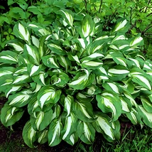 Hosta undulata Albomarginata decorează grădina cu frunze deosebit de frumoase. 