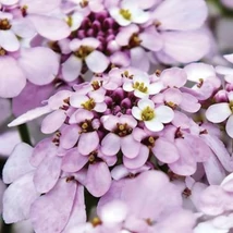 Iberis sempervirens Pink Ice - Lilicel roz