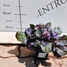 Ajuga reptans înflorit. 