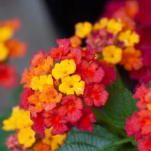 Lantana camara cu flori colorate si frunzele verzi.