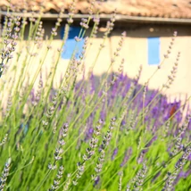 Lavanda Provance înflorește pe timpul verii. 