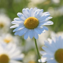 Floarea margaretei. 