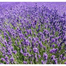 Lavanda HIdcote înflorește abundent.