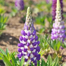 Inflorescența deosebită a lupinului. 