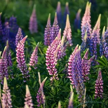 Inflorescența deosebită a lupinului. 