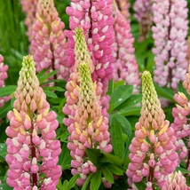 Lupin în timpul înfloririi. 