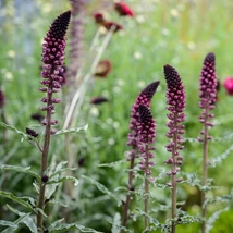 Lysimachia atropurpurea