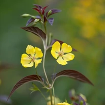 Lysimachia ciliata Firecracker decorează cu frunziș vișiniu și flori galbene, creând un contrast minunat. 
