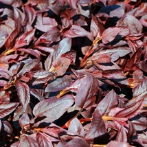 Lysimachia ciliata Firecracker decorează cu frunziș vișiniu și flori galbene, creând un contrast minunat. 