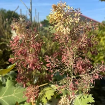 Macleaya decorează cu frunze speciale.