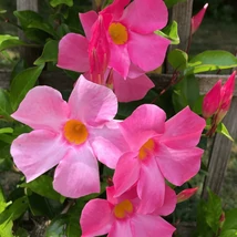 Mandevilla este o plantă de balcon cu înflorire abundentă. 