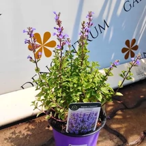 Menta pisicii în timpul înfloririi. 