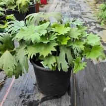 Priveliștea oferită de Ligularia creează o atmosferă deosebită în grădină. 