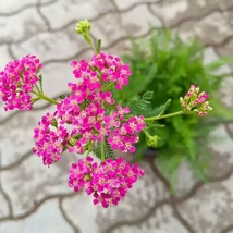 Achillea millefolium  - Coada șoricelului cu flori roz intense