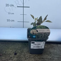 Salvie indiană Eupatorium rugosum Chocolate într-un ghiveci mic de 9 cm.