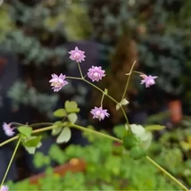 Thalictrum delavayi Hewitt's Double cu flori pline în centrul nostru de grădinărit în septembrie.