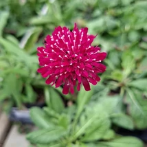 Florile plantei Knautia macedonica. 