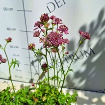 Inflorescențele deosebite ale șteviei de munte. 