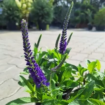 Veronica Ulster Dwarf Blue decorează grădina cu florile sale albastre. 