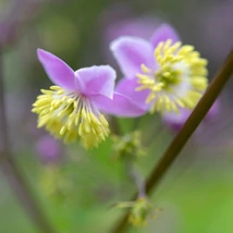 Florile plantei perene Thalictrum delavayi.