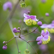Florile plantei perene Thalictrum delavayi.