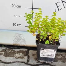 Oregano este ușor de cultivat, iubește soarele. 