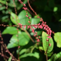 Persicaria filiformis