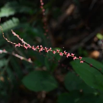 Persicaria filiformis