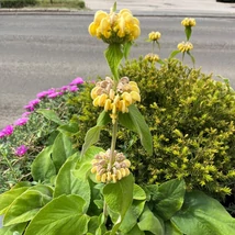 Florile galbene ale salviei de Ierusalim. 