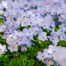Înflorirea spectaculoasă, cu flori albastru-deschis, a brumărelelor târâtoare Phlox stolonifera Blue Ridge.
