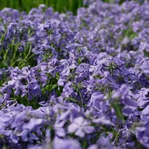 Florile plantei perene Phlox divaricata Clouds of Perfume.