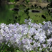 Înflorirea plantei perene Phlox divaricata May Breeze este abundentă la semiumbră.