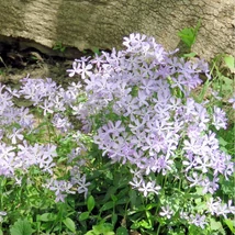 Înflorirea plantei perene Phlox divaricata May Breeze este abundentă la semiumbră.