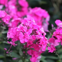 Phlox paniculata CS14 - Brumărele cu flori roz