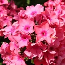 Florile minunate ale brumărelei înalte Sweet Summer Dream.