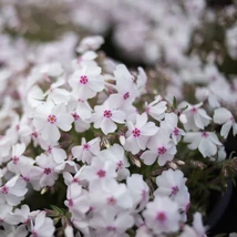 Flori albe ale Phlox subulata Amazing Grace au un centru ciclam. 