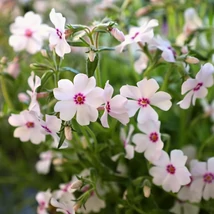 Flori albe ale Phlox subulata Amazing Grace au un centru ciclam. 